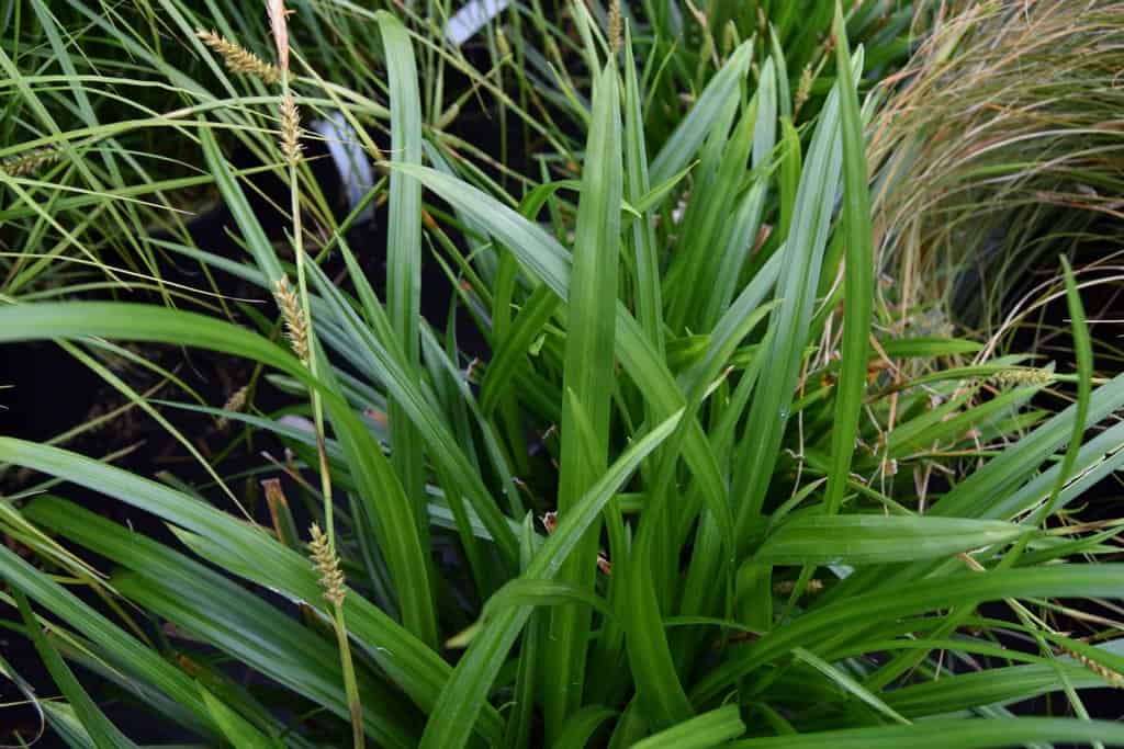 Carex morrowii 'Irish Green' ---
